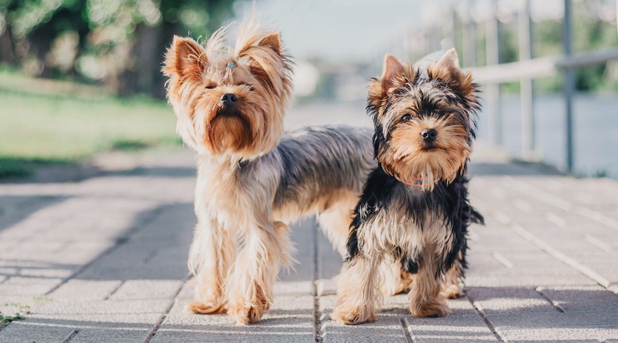 Tabla De Crecimiento De Yorkie: Peso Y Altura Masculinos Y