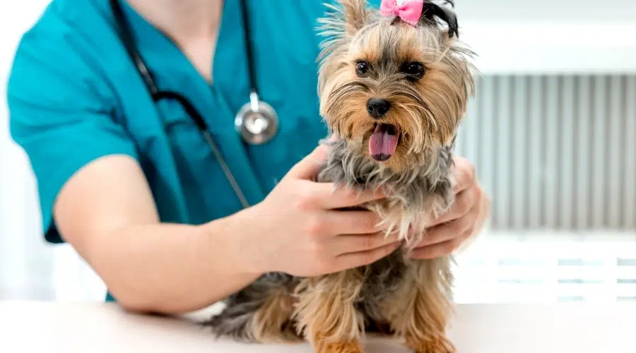 Yorkie femenina en el veterinario haciéndose un chequeo.