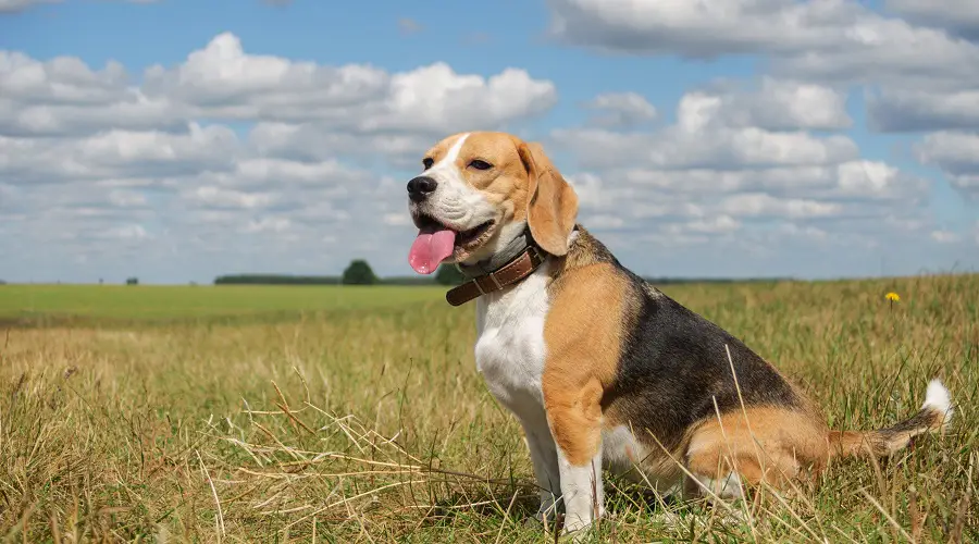 Tabla De Crecimiento Del Beagle: Peso Y Altura De Machos