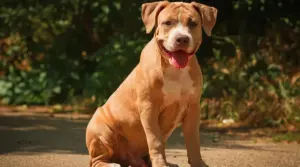 También Conocido Como Labrabull O Pitador Información De La Raza