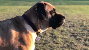 Temperamento, Historia, Salud Y Más