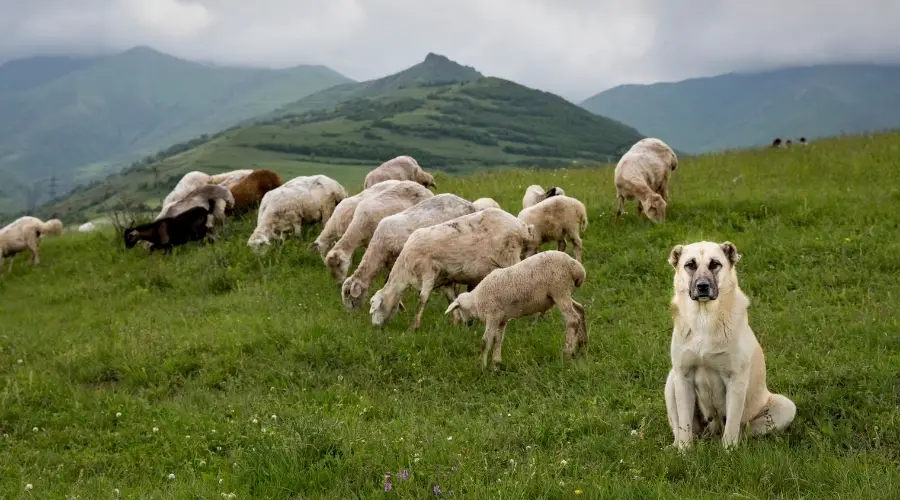 Temperamento, Hechos, Costos De Los Cachorros Y Más