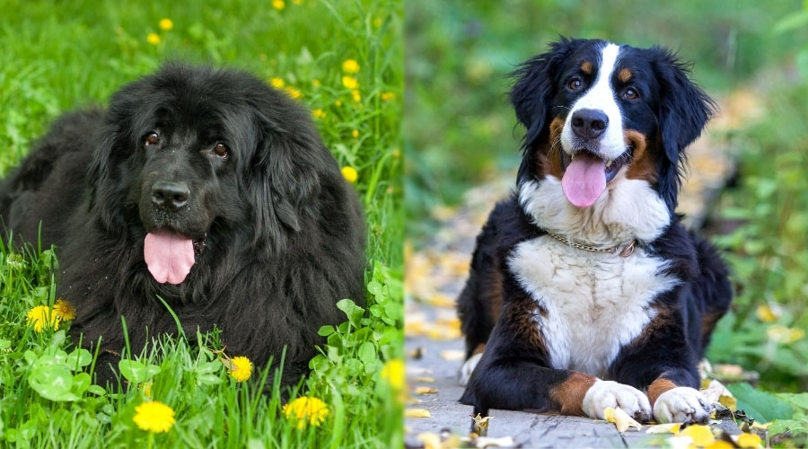 Perros felices afuera con la lengua afuera