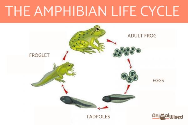 Tipos de anfibios: ¿Qué son los anfibios?