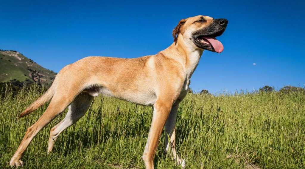 Un lindo perro Black Mouth Cur parado en medio de un campo cubierto de hierba en un día cálido y soleado