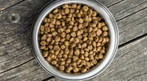 Una Comparación Completa De Alimentos Para Perros