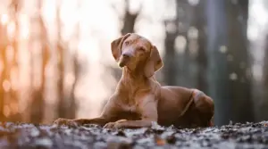 Vizsla Vs. Rhodesian Ridgeback: Similitudes Y Diferencias De Raza