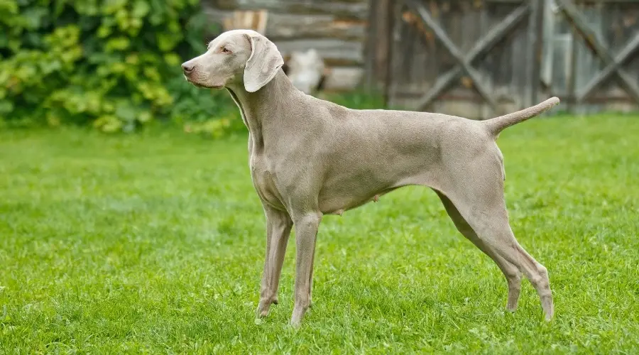 Weimaraner Vs. Labrador Retriever: Diferencias Y Similitudes De Raza