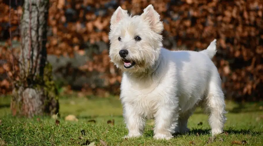 West Highland Terrier Versus Cairn Terrier: Diferencias Y Similitudes De