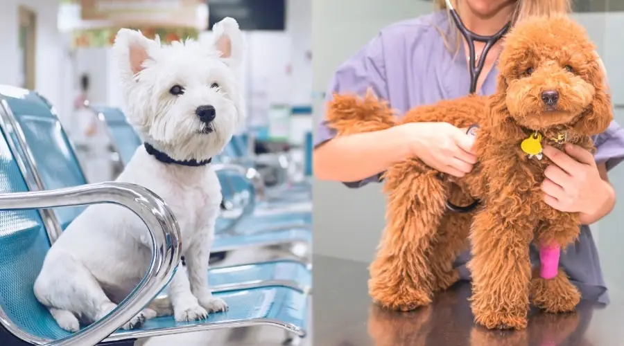 Perros en el veterinario