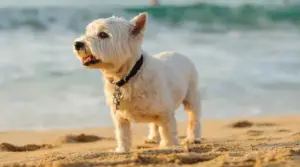 West Highland Terrier Vs. Scottish Terrier: Diferencias Y Similitudes De