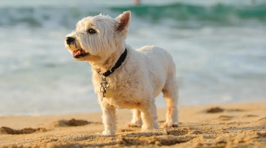 West Highland Terrier Vs. Scottish Terrier: Diferencias Y Similitudes De