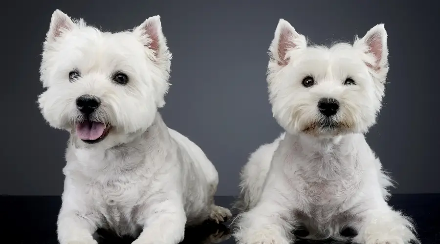 West Highland Terrier Vs. Yorkshire Terrier: Diferencias Y Similitudes De