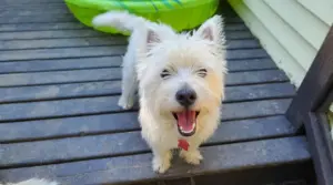 Westie Vs. Maltés: Diferencias Y Similitudes De Raza