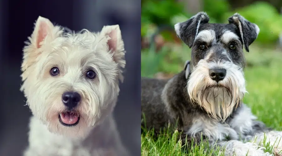 Westie y Schnauzer miniatura se enfrentan de cerca