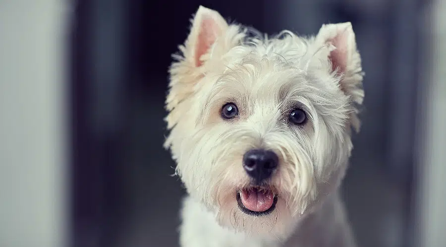 Westie vs Westiepoo: Diferencias Y Similitudes De Raza