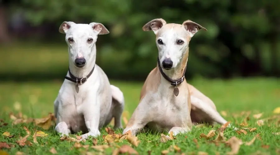 Whippet Vs. Greyhound: Diferencias Y Similitudes De Raza