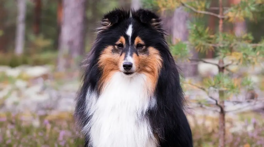 Perro pastor de Shetland sable