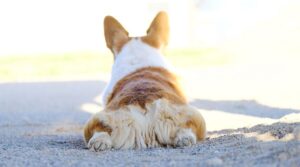 ¡las Colillas De Corgi Nos Vuelven Locos! 26 Adorables Extremos