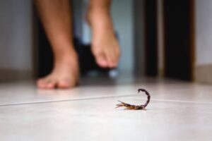 ¿cómo Deshacerse De Un Escorpión? (formas Efectivas Y Prevenciones)