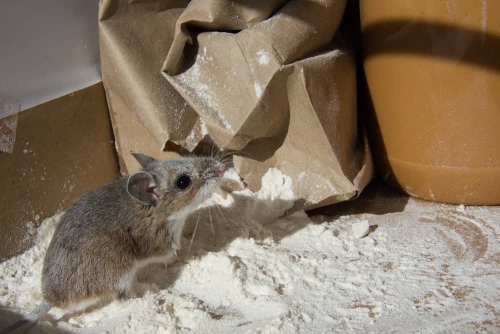 ¿cómo Se Ve La Caca De Ratón? (identificación Y Limpieza)