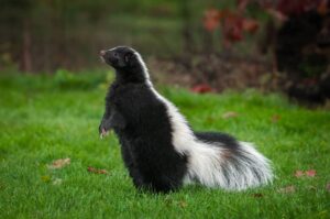 ¿cómo Se Ve La Caca De Zorrillo? (identificación Y Limpieza)