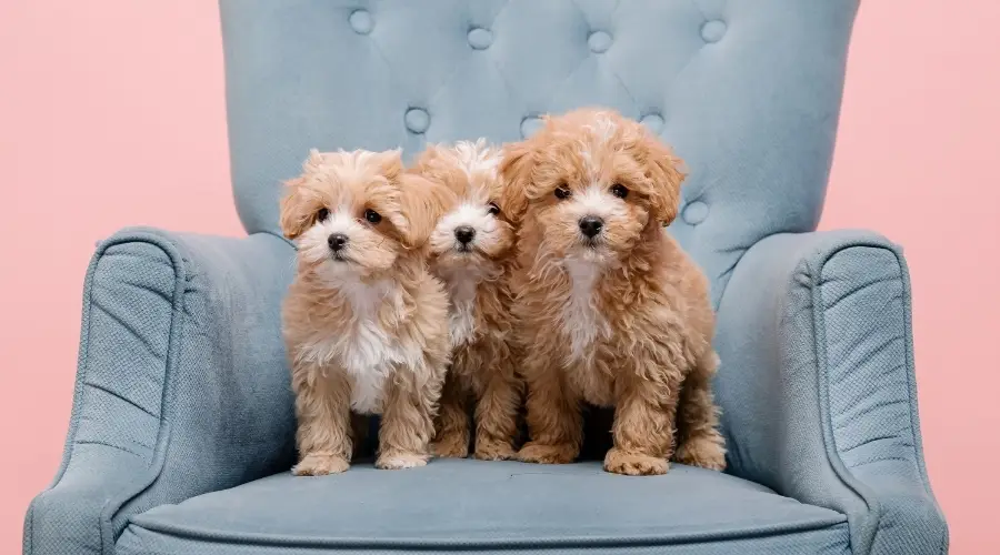 Tres cachorros marrones en una silla azul