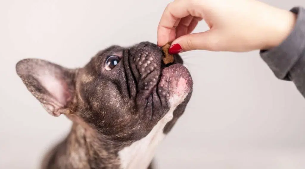 ¿cuánto Tiempo Viven Los Bulldogs Franceses?