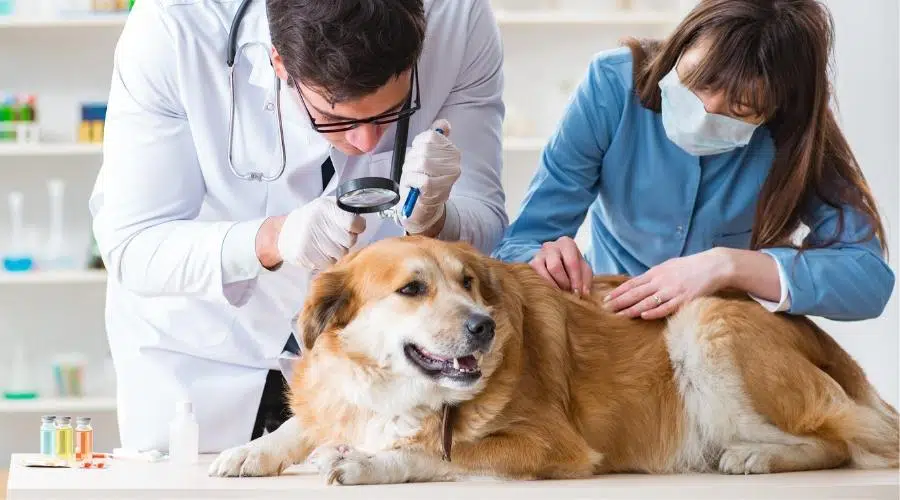 Médico y asistente revisando al perro golden retriever en la clínica veterinaria