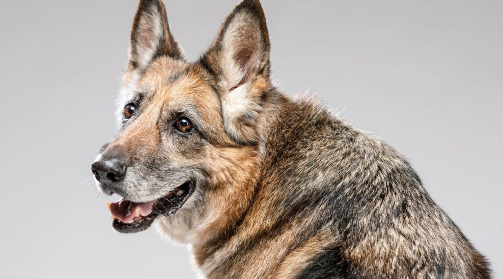 Perro pastor alemán de pelo gris mirando por encima del hombro a la cámara sobre un fondo gris