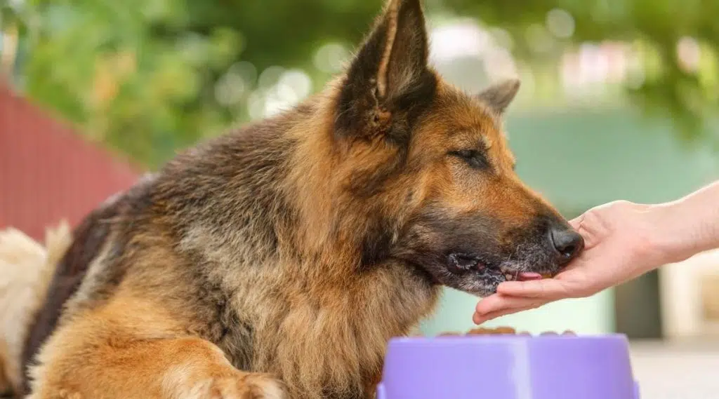 Perro pastor alemán tumbado junto a un recipiente con comida para perros croquetas, comiendo de la mano del hombre