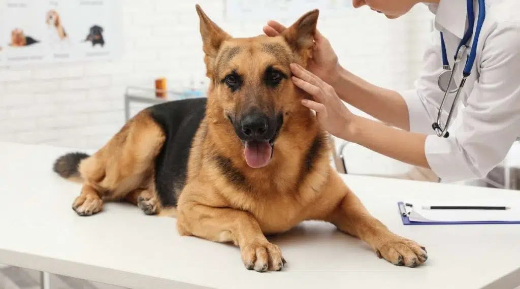 Veterinario profesional examinando las orejas del pastor alemán en la clínica