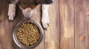 ¿qué Alimento Es Mejor Para Tu Cachorro?