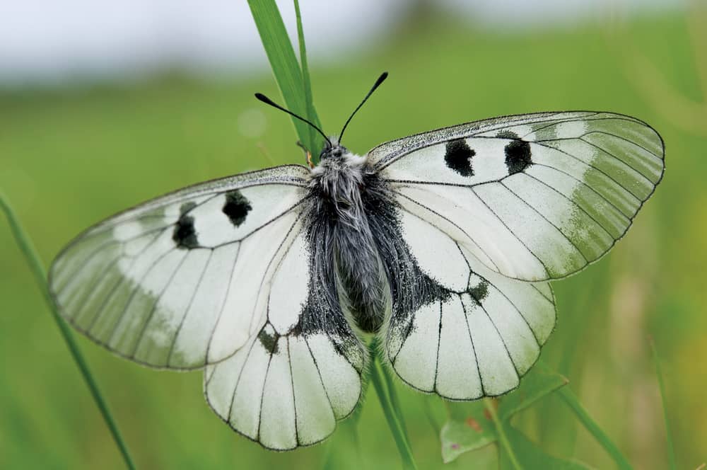 ¿qué Significa Una Mariposa Blanca? (16 Significados Espirituales)
