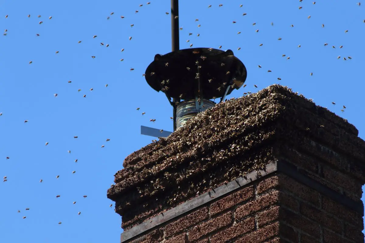 ¿Abejas en Tu Chimenea? Qué Saber Y Hacer ¿abejas en Tu Chimenea? Qué Saber Y Hacer