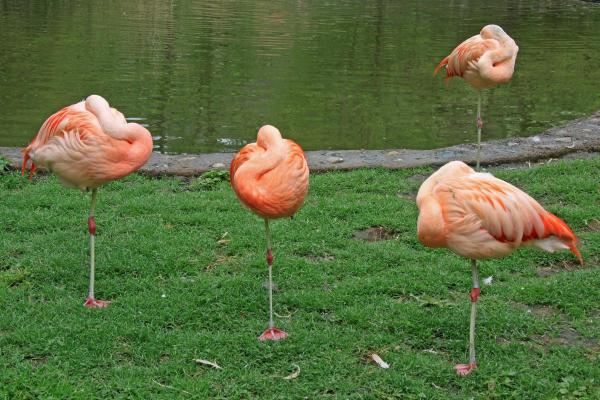 ¿Cómo duermen los flamencos? - ¿Los flamencos duermen parados sobre una pierna?