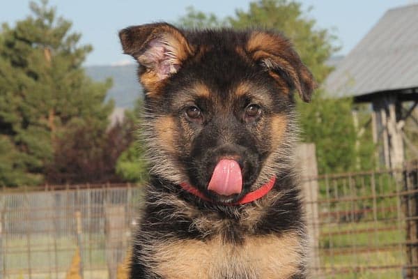 ¿Cómo Entrenar en Una Jaula a Un Cachorro De Pastor Alemán? Los Mejores Métodos ¿cómo Entrenar en Una Jaula a Un Cachorro De Pastor