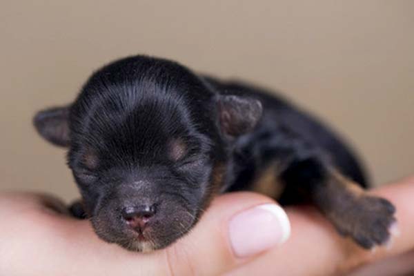 ¿cuándo Abren Los Ojos Los Cachorros De Pastor Alemán? Desarrollo