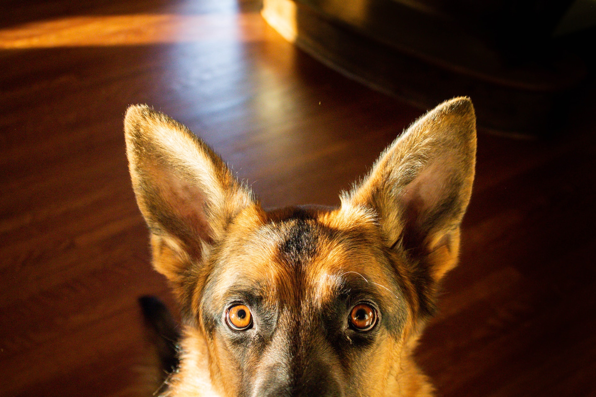 ¿Cuándo Cambian De Color Los Ojos De Los Cachorros? ¿cuándo Cambian De Color Los Ojos De Los Cachorros?