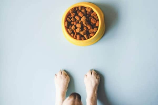 Cuándo-cambiar-un-cachorro-de-pastor-alemán-por-comida-para-perros-adultos