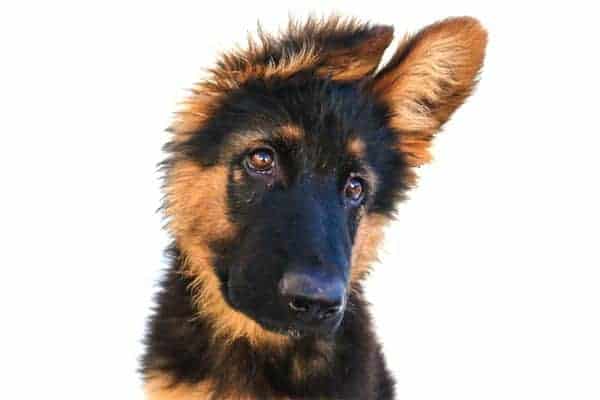 ¿Cuándo Debería Cambiar Un Cachorro De Pastor Alemán Por Alimento Para Perros Adultos? ¿cuándo Debería Cambiar Un Cachorro De Pastor Alemán Por Alimento