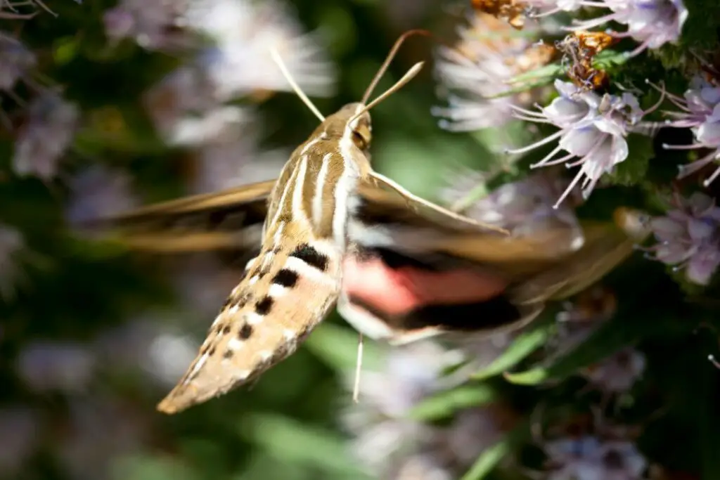 una polilla colibrí que usa su probóscide para recolectar el néctar de una flor