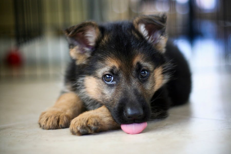 ¿Cuándo Se Vuelve Sólida La Caca De Cachorro? ¿cuándo Se Vuelve Sólida La Caca De Cachorro?