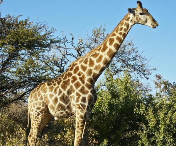¿Cuántas especies de jirafas hay?  - Jirafa masai (Giraffa tippelskirchi)