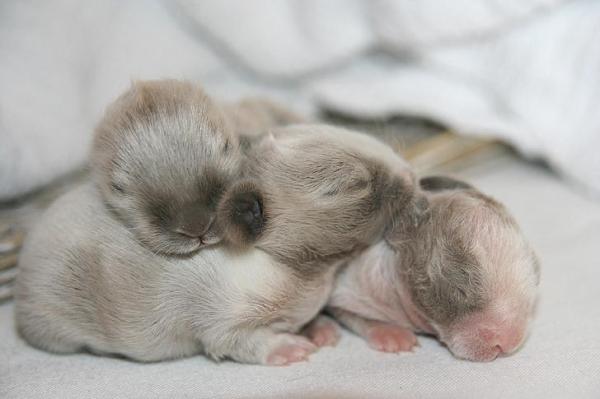 ¿Cuántos hay en una camada de conejos?  - ¿Cuántos bebés hay en la camada de un conejo?