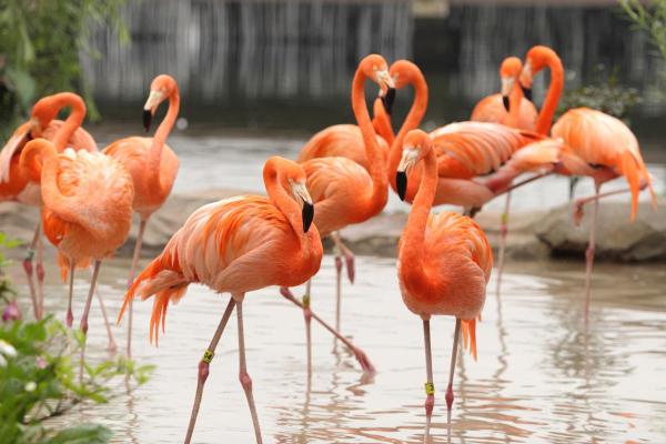 ¿Dónde viven los flamencos en estado salvaje? - Distribución del hábitat de los flamencos.