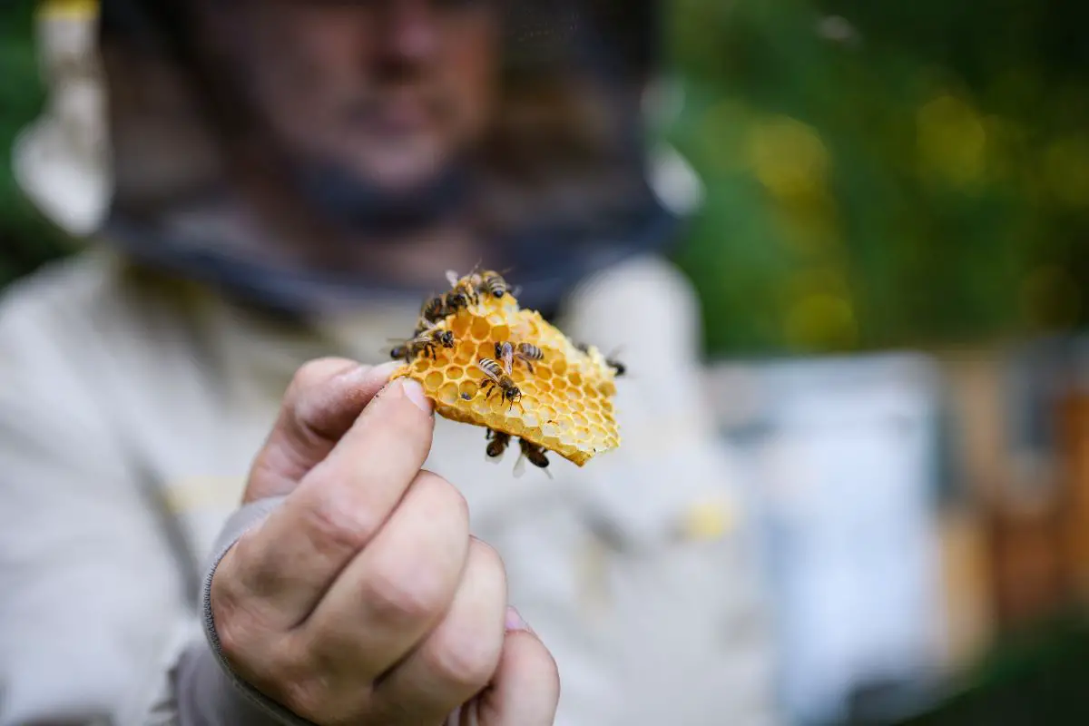 ¿Existe Una Abeja Real? (Realidad O Ficción) ¿existe Una Abeja Real? (realidad O Ficción)