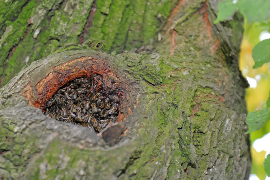abejas silvestres anidando dentro de un árbol
