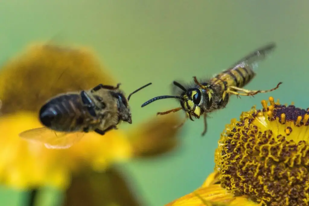 avispa y abeja en pleno vuelo
