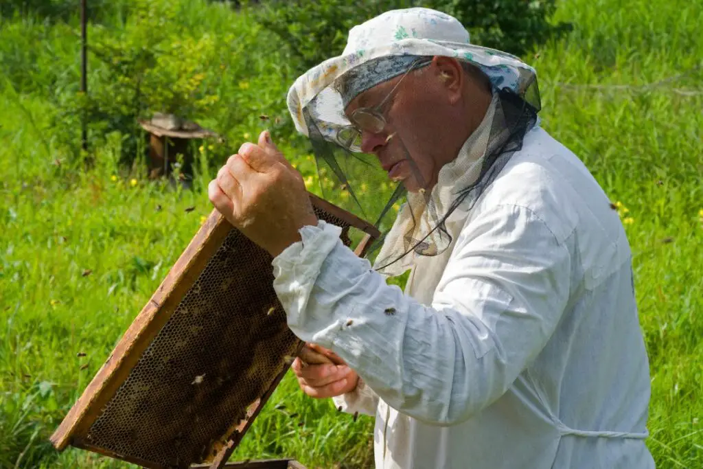 apicultor inspeccionando un marco sin guantes protectores